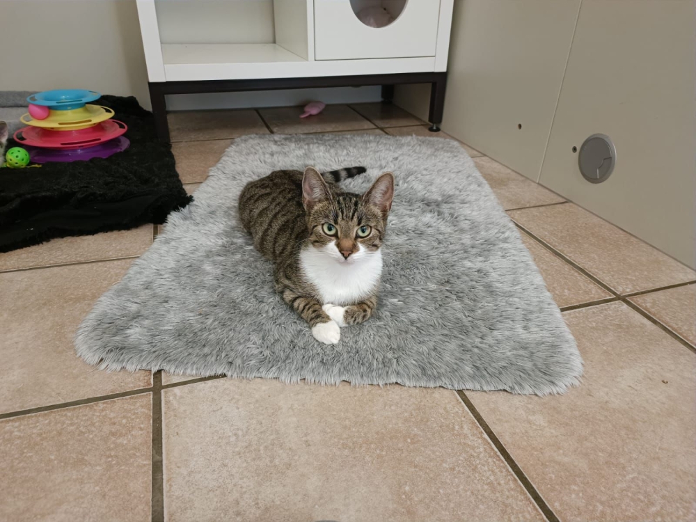 Koschka