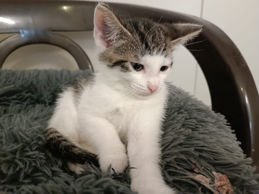 Hankatt