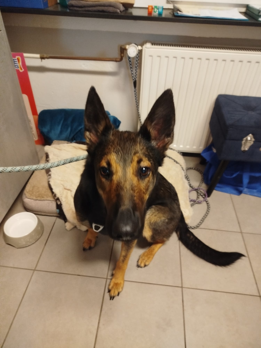 Fundhündin 14.11.25