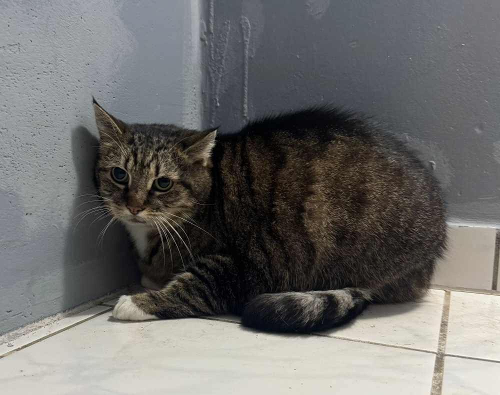 Fundkatze2 18.11.2025