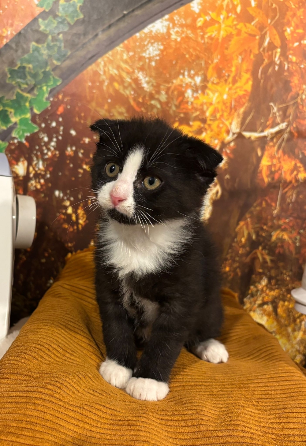 WhatsApp Bild 2025-11-28 um 16.05.14_ee327869.jpg