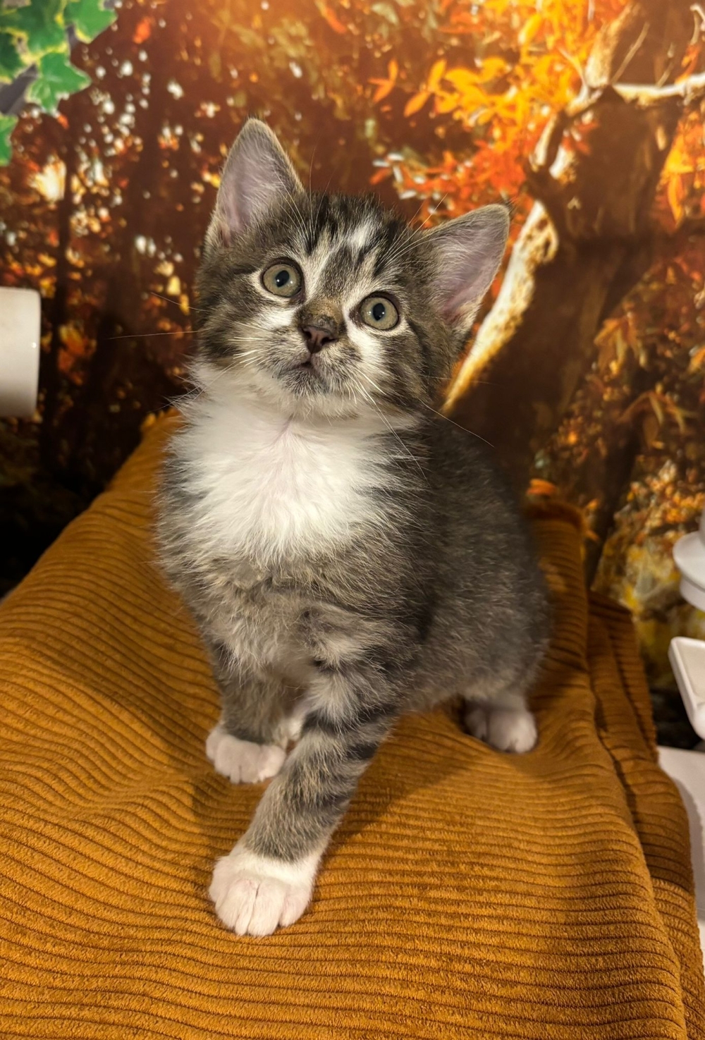 WhatsApp Bild 2025-11-28 um 16.06.52_e5599d13.jpg