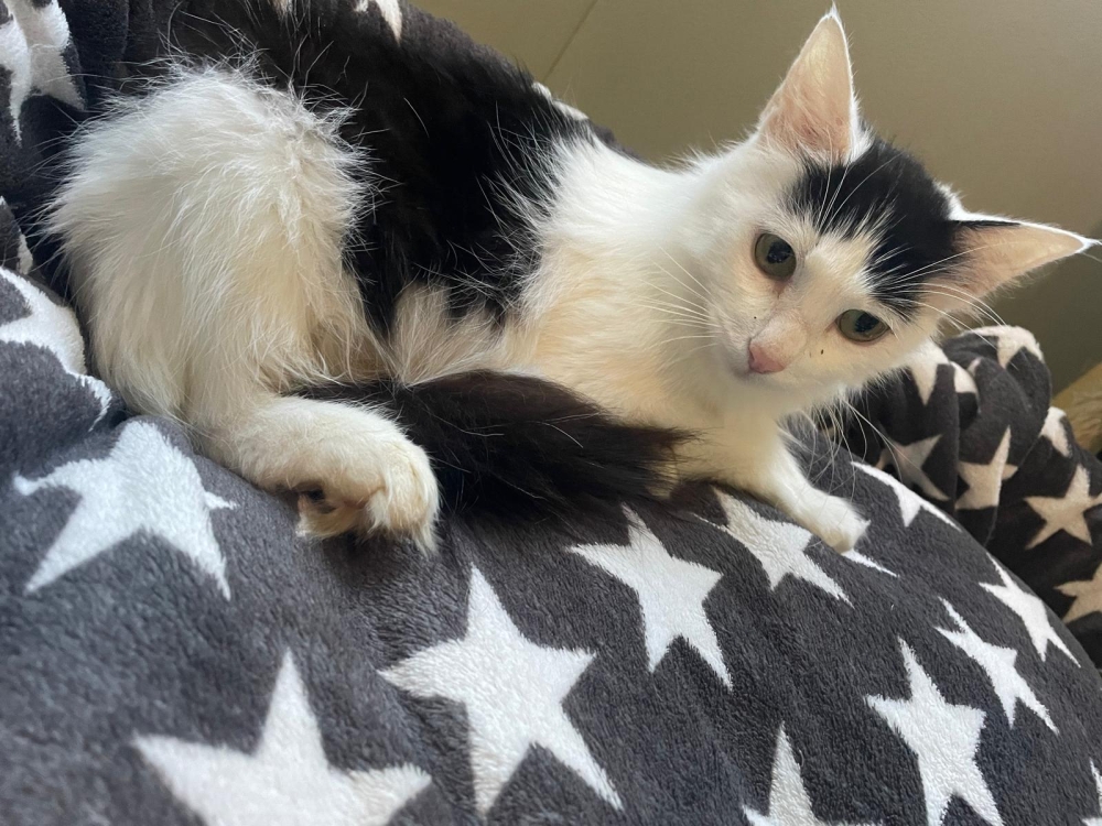 Fundkatze 23.06.26