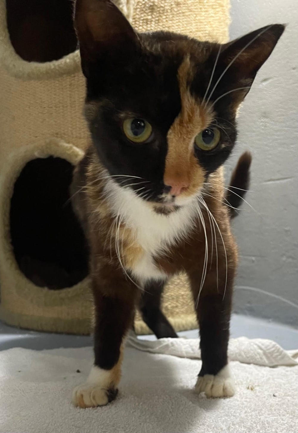 Fundkatze Spieka