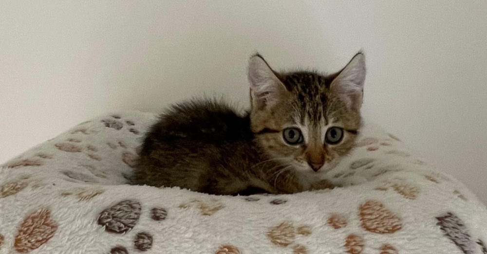 Luma