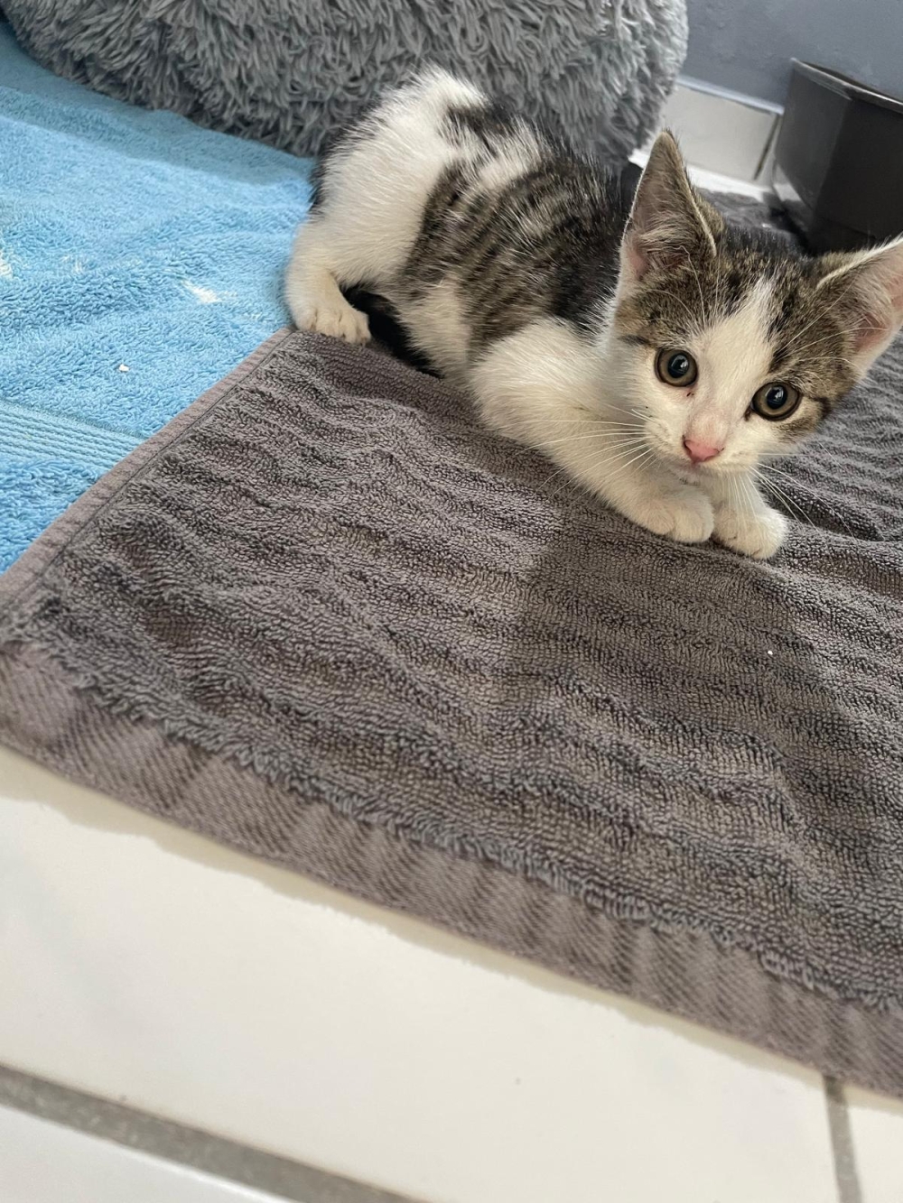 Fundkitten 17.07.26