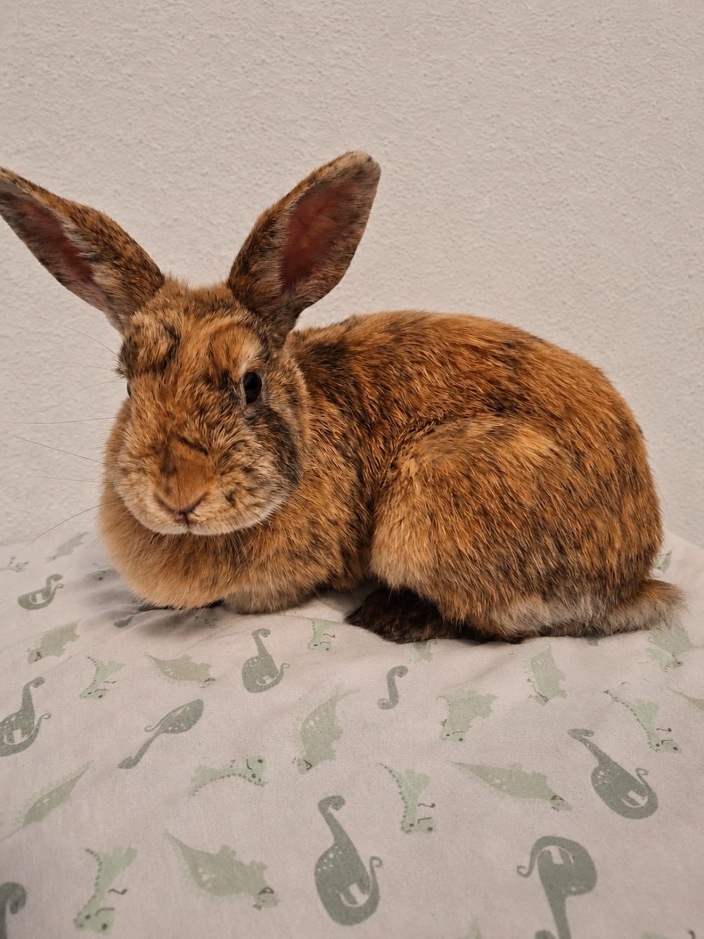 Fundkaninchen