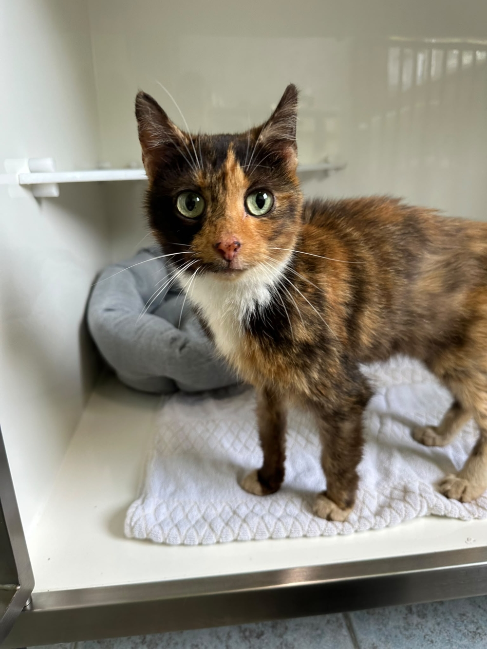 Fundkatze WNK